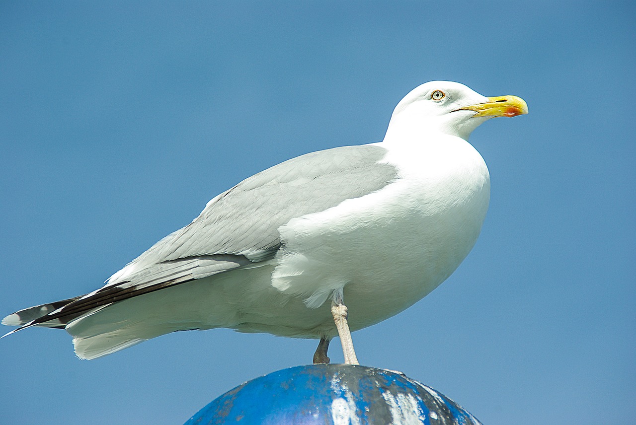 Sibermoewe, Larus Argentatus, Vandens Paukštis, Baltijos Jūra, Zingst, Darß, Nemokamos Nuotraukos,  Nemokama Licenzija