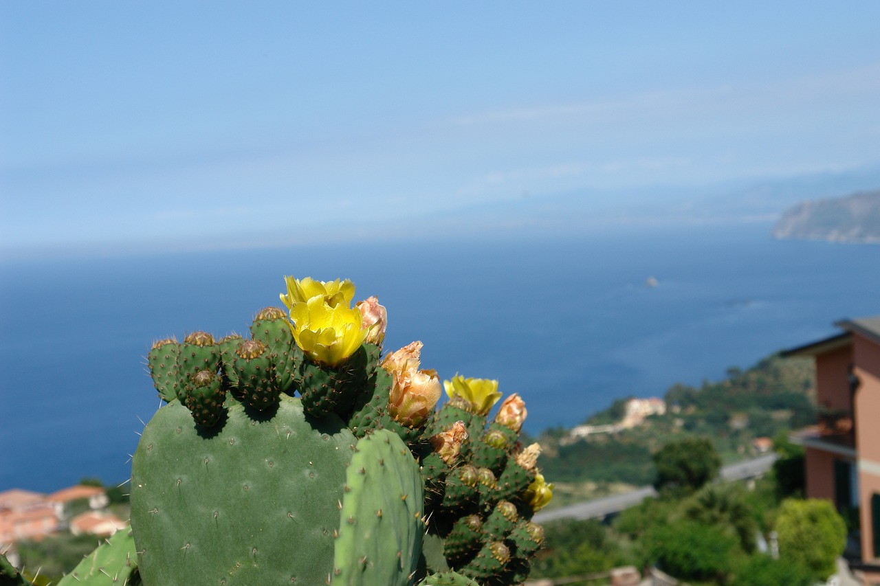 Sicilija, Viduržemio Jūra, Kaktusinė Gėlė, Nemokamos Nuotraukos,  Nemokama Licenzija