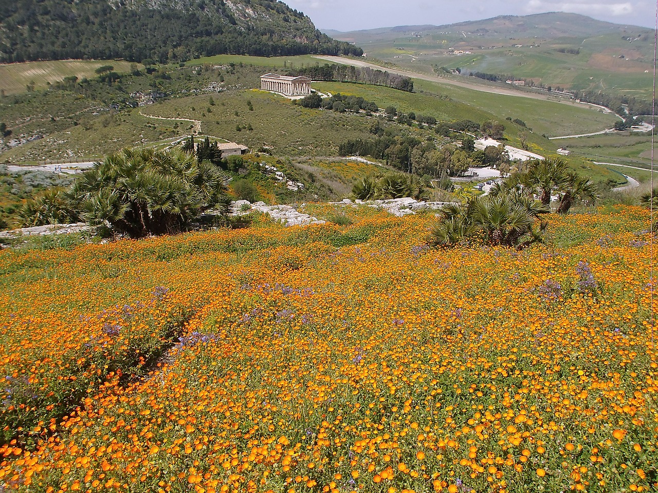 Sicilija, Šventykla, Gėlių Jūra, Kraštovaizdis, Nemokamos Nuotraukos,  Nemokama Licenzija