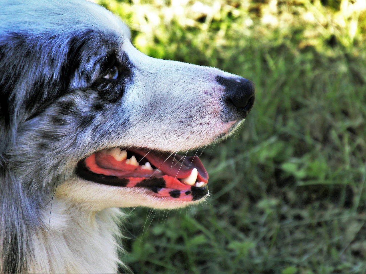 Pusė,  Šuo,  Grynaveislius,  Gyvūnas,  Pobūdį,  Iš Arti,  Žavus,  Niekas,  Jauna,  Ne Iš Teismo