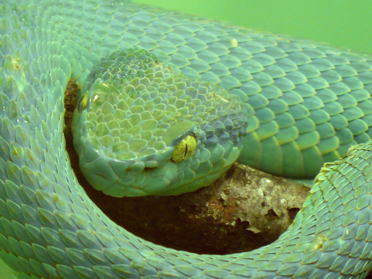 Šoninis Dryžuotas Palmių Viperis, Duobės Viper, Nuodingas, Nuodingas, Pavojingas, Žalias, Ropliai, Gyvatė, Bothrieichis Lateralis, Kosta Rika