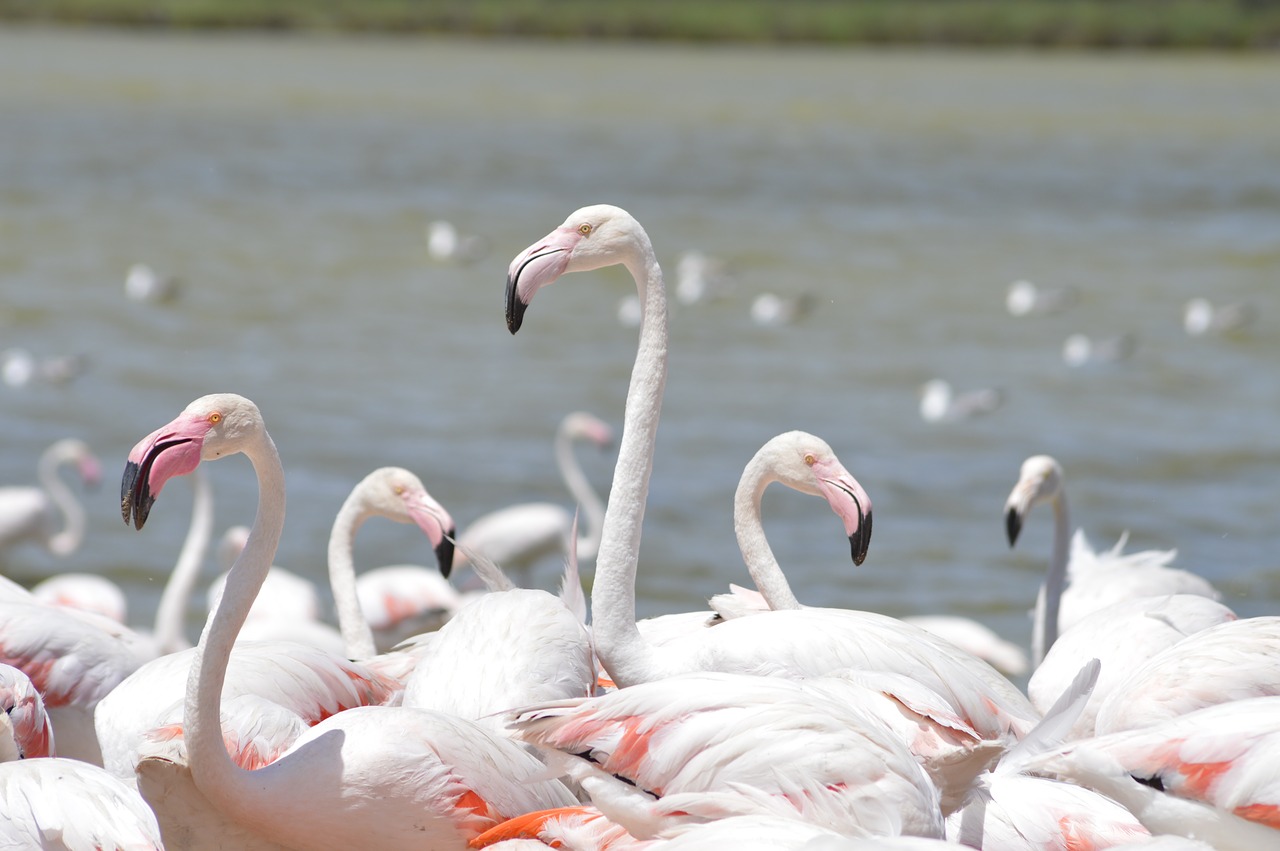 Sigean, Flamingo, Migracija, Afrika, Paukštis, Gyvūnas, Gamta, Rožinis, Laukinė Gamta, Rezervas