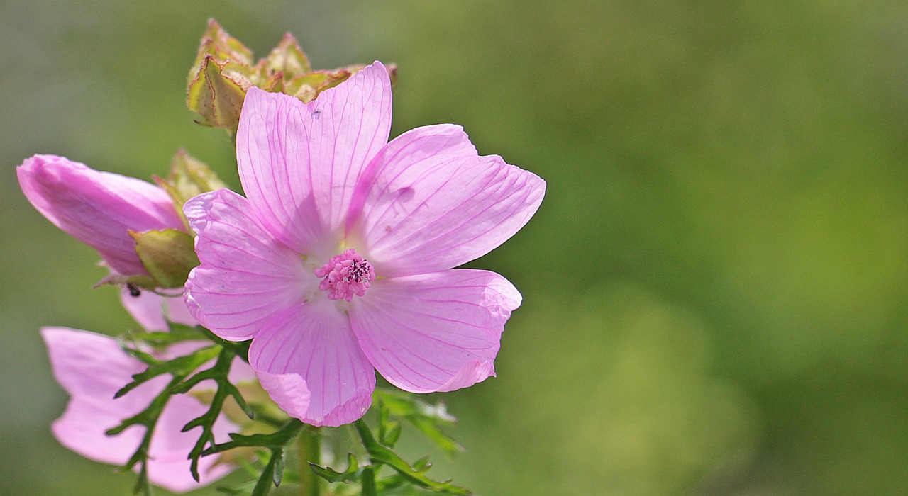 Sigmar Wurz, Mallow, Rožių Mėlynas, Rožės-Mallow, Laukinė Gėlė, Gamta, Gėlė, Rožė, Rožinis, Vasara