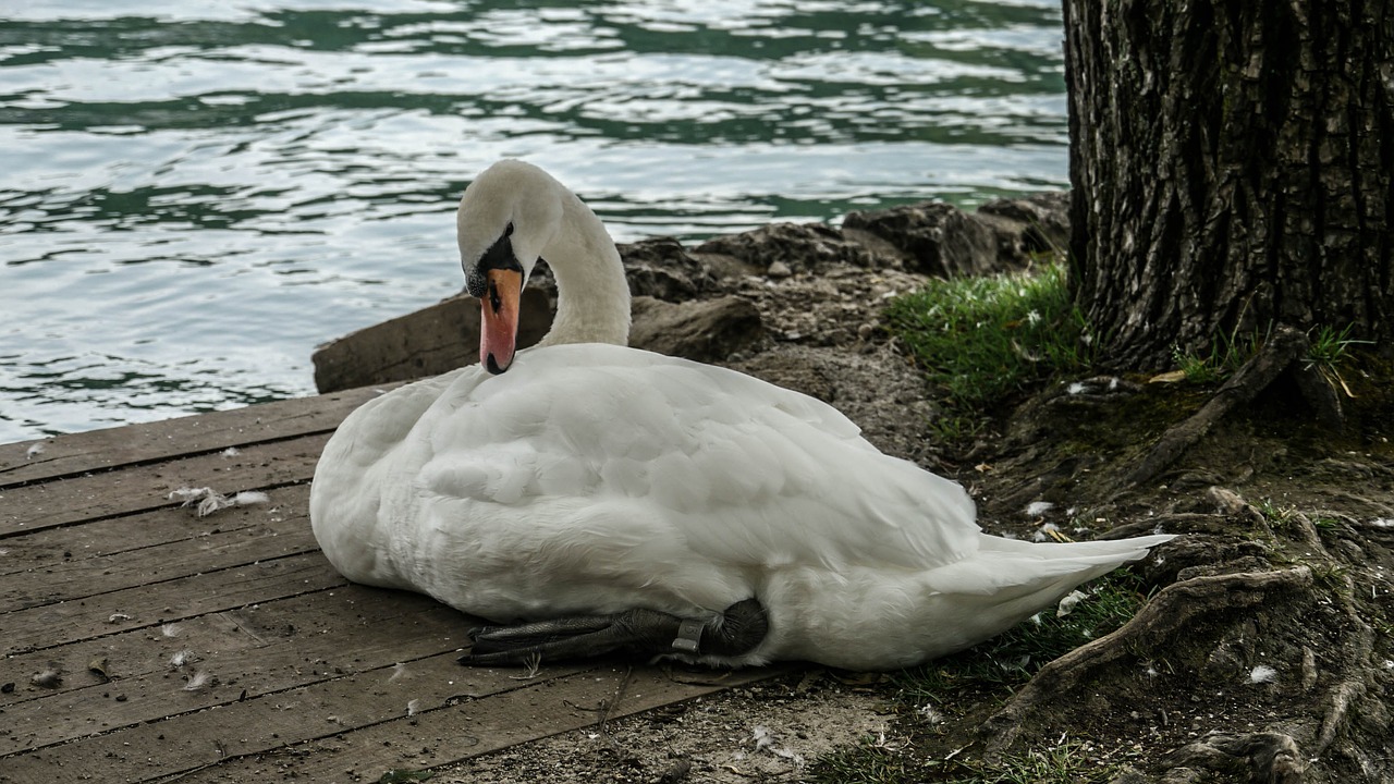 Ženklas, Gyvūnas, Ežeras, Nemokamos Nuotraukos,  Nemokama Licenzija