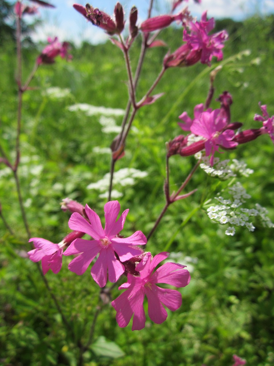 Silene Dioica,  Raudona Kampanija,  Wildflower,  Flora,  Žiedas,  Botanika,  Augalas,  Rūšis, Nemokamos Nuotraukos,  Nemokama Licenzija