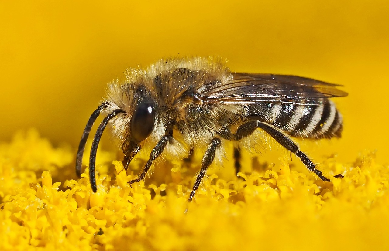 Vabzdys, Augalas, Gamta, Nemokamos Nuotraukos,  Nemokama Licenzija