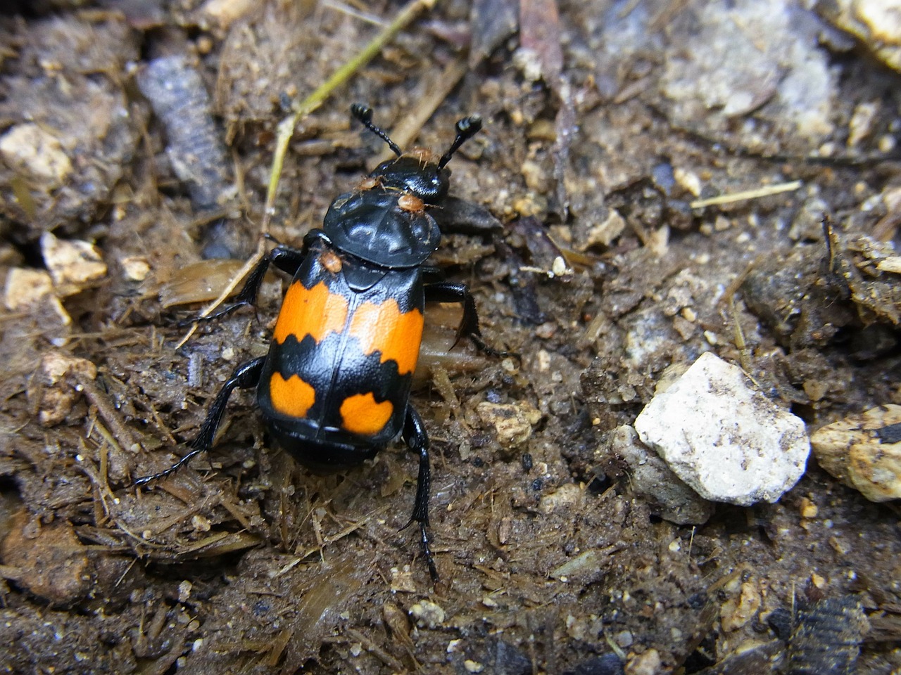 Silfidai, Schwarzhören Niger Gravedigger, Mikroforų Vspiloidai, Vabalas, Vabzdys, Gyvūnas, Miškas, Oranžinė, Juoda, Nemokamos Nuotraukos