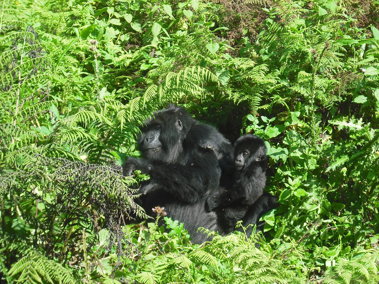 Sidabrinė Atrama, Gorila, Afrika, Gyvūnas, Laukiniai, Fauna, Šeima, Beždžionė, Nemokamos Nuotraukos,  Nemokama Licenzija