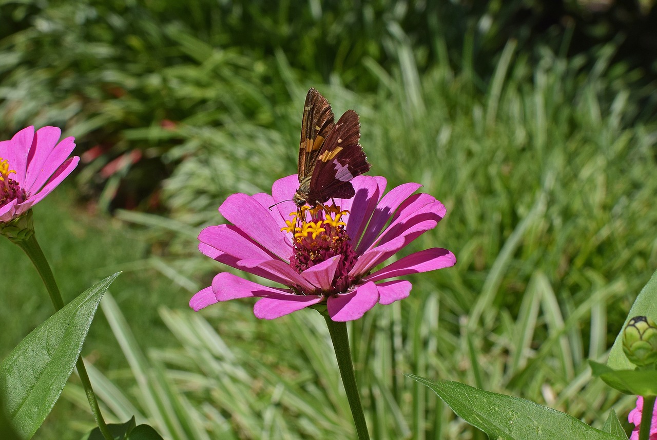 Sidabro Dėmėtojo Kapitonas Ant Zinnijos, Drugelis, Vabzdys, Apdulkintojas, Gyvūnas, Gėlė, Žiedas, Žydėti, Sodas, Gamta