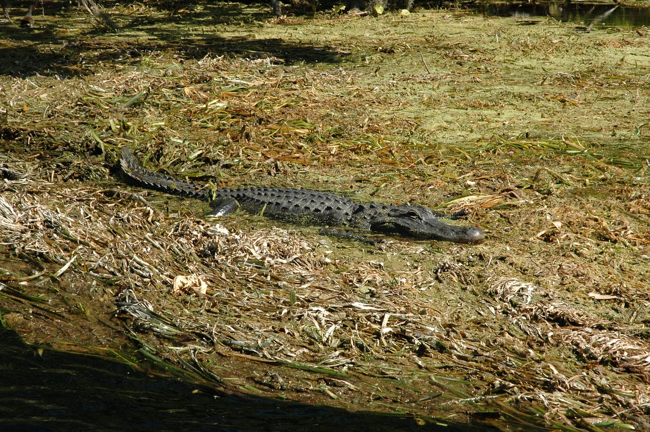 Sidabrinės Spyruoklės, Aligatorius, Florida, Sidabras, Spyruoklės, Krokodilai, Nemokamos Nuotraukos,  Nemokama Licenzija