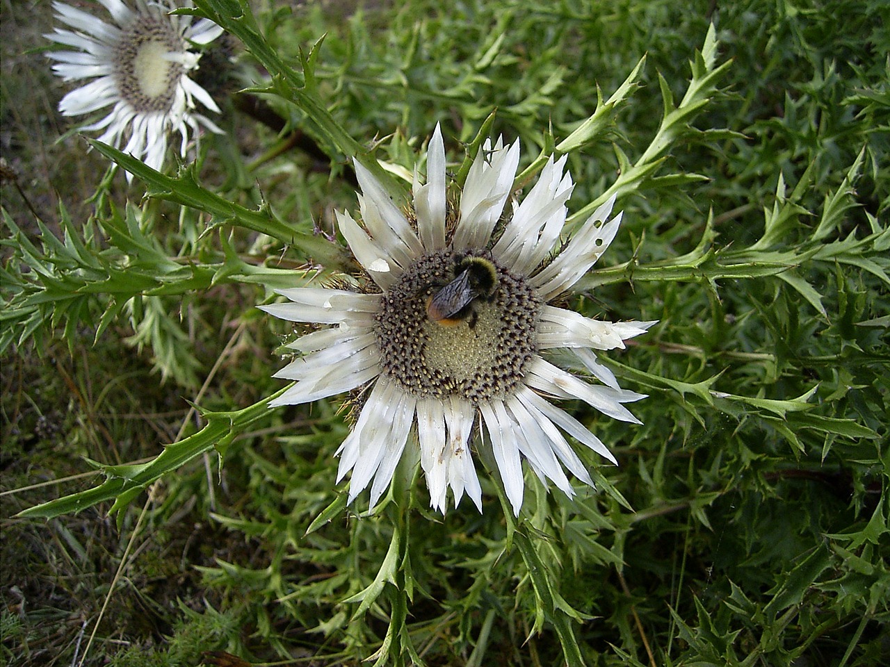 Sidabrinė Dagys, Hummel, Pieva, Vabzdys, Arti Gamta Žydi, Augalas, Nemokamos Nuotraukos,  Nemokama Licenzija