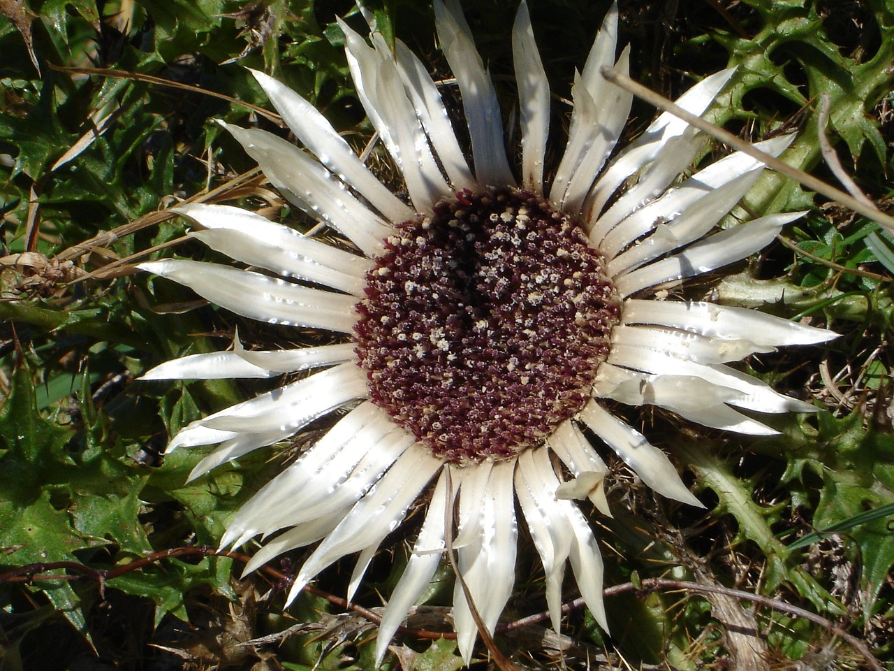 Sidabrinė Dagys, Carlina Acaulis, Drakonas, Žiedas, Žydėti, Augalas, Smailas, Dygliuotas, Flora, Nemokamos Nuotraukos