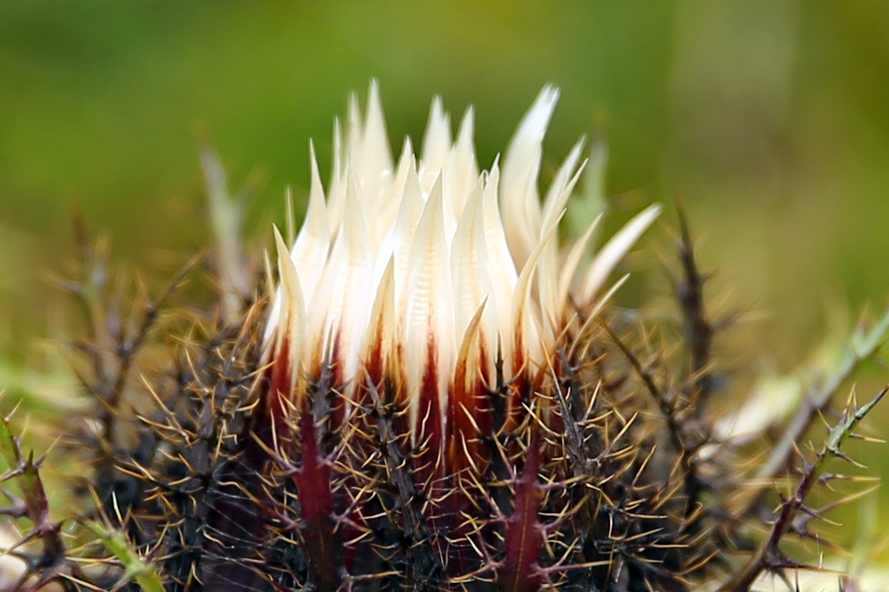 Sidabrinė Dagys, Carlina Acaulis, Kalnų Augalas, Gamta, Žiedas, Žydėti, Nemokamos Nuotraukos,  Nemokama Licenzija