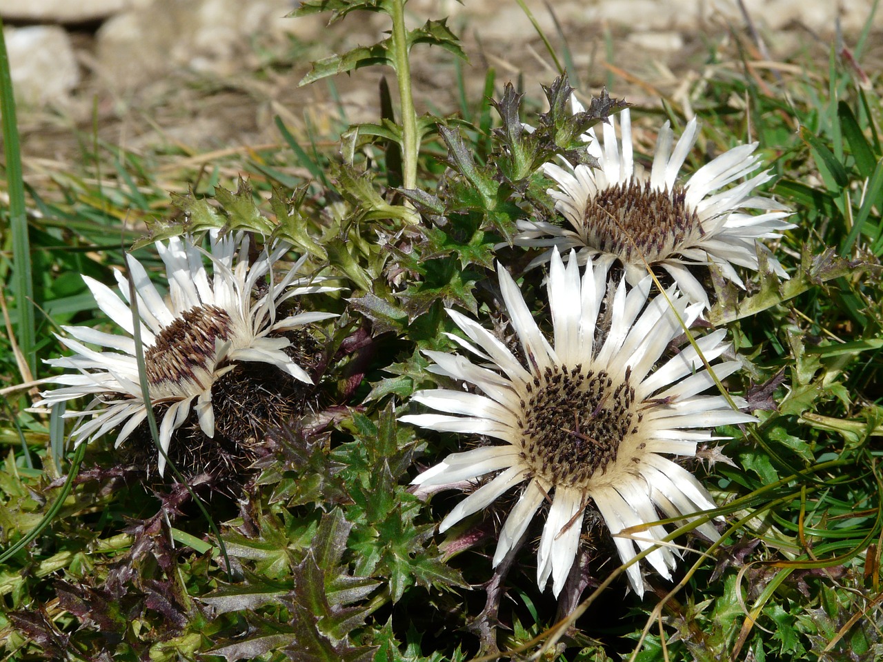 Sidabrinė Dagys, Drakonas, Žiedas, Žydėti, Augalas, Smailas, Dygliuotas, Flora, Gėlė, Pieva