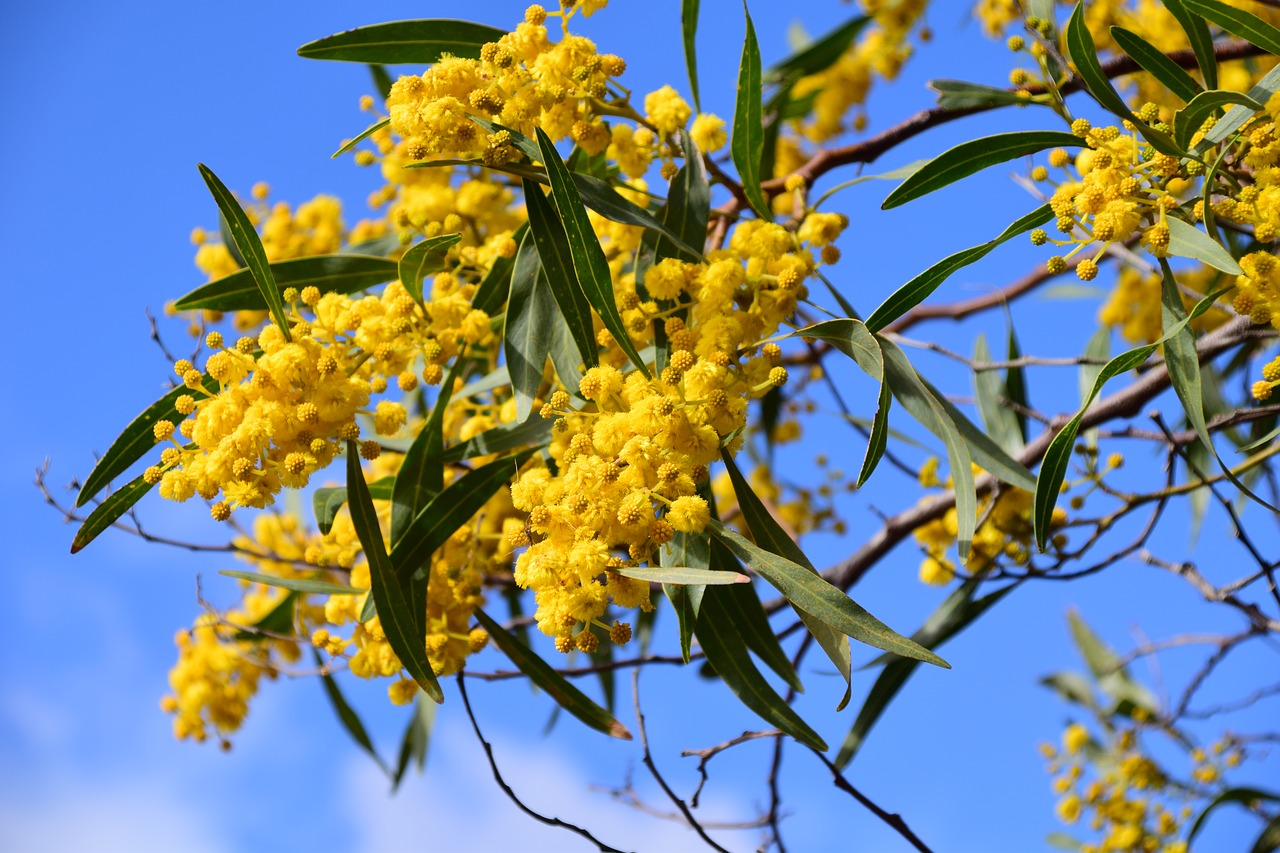 Sidabrinė Lazdelė, Acacia Dealbata, Netinkama Mimoza, Mimoza, Acacia, Medis, Dangus, Gėlės, Geltona, Žydintis Acacia