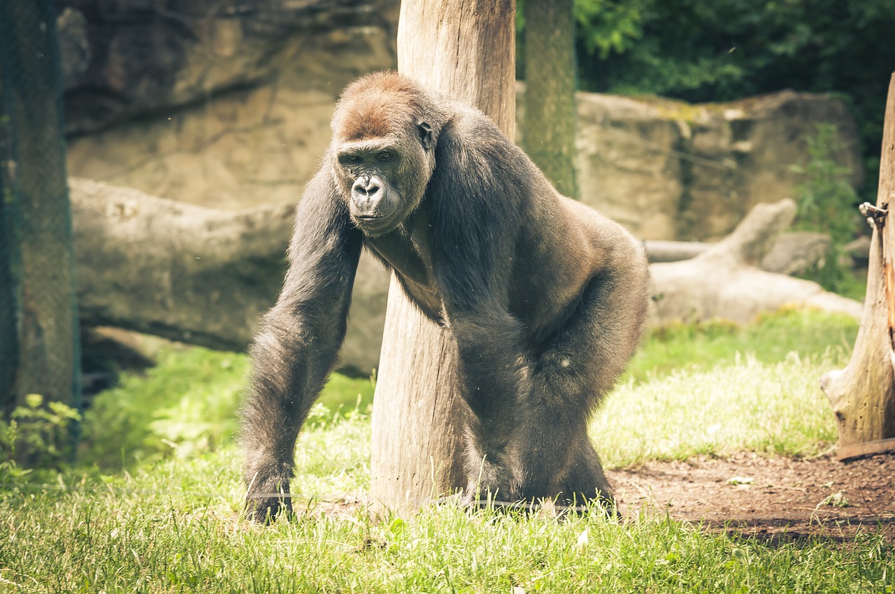 Silverback, Gorila, Ape, Beždžionė, Įvedimas, Juoda, Galingas, Žinduolis, Didelis, Zoologijos Sodas