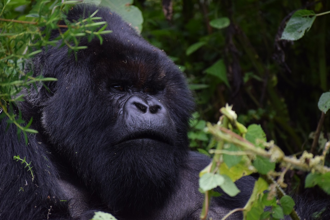 Silverback,  Ruanda,  Mountain Gorilla,  Afrikoje,  Kelionė,  Pobūdį,  Išnykstantis, Nemokamos Nuotraukos,  Nemokama Licenzija