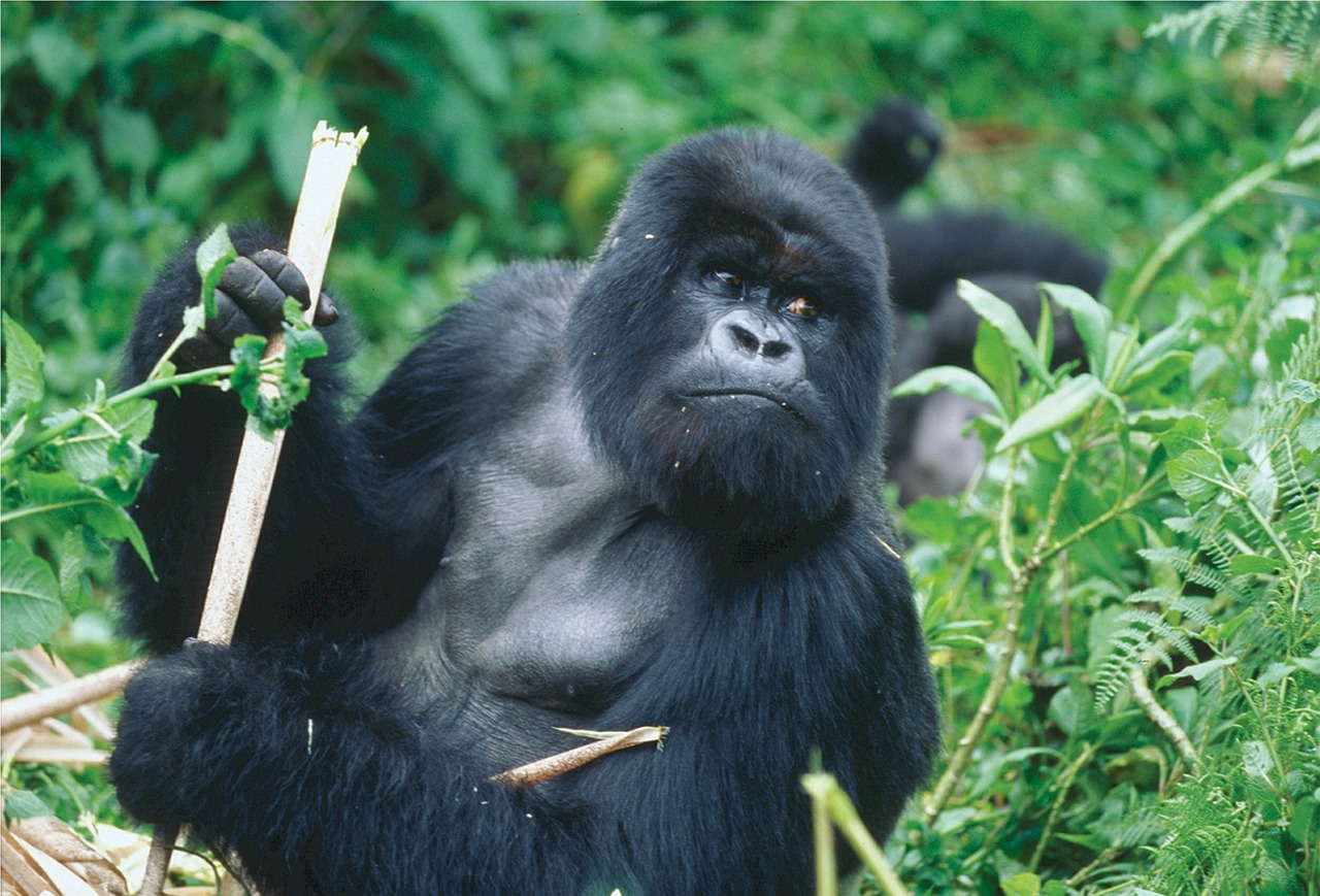 Silverback, Gorila, Ruanda, Primatas, Ape, Laukiniai, Žinduolis, Gamta, Galingas, Kailis