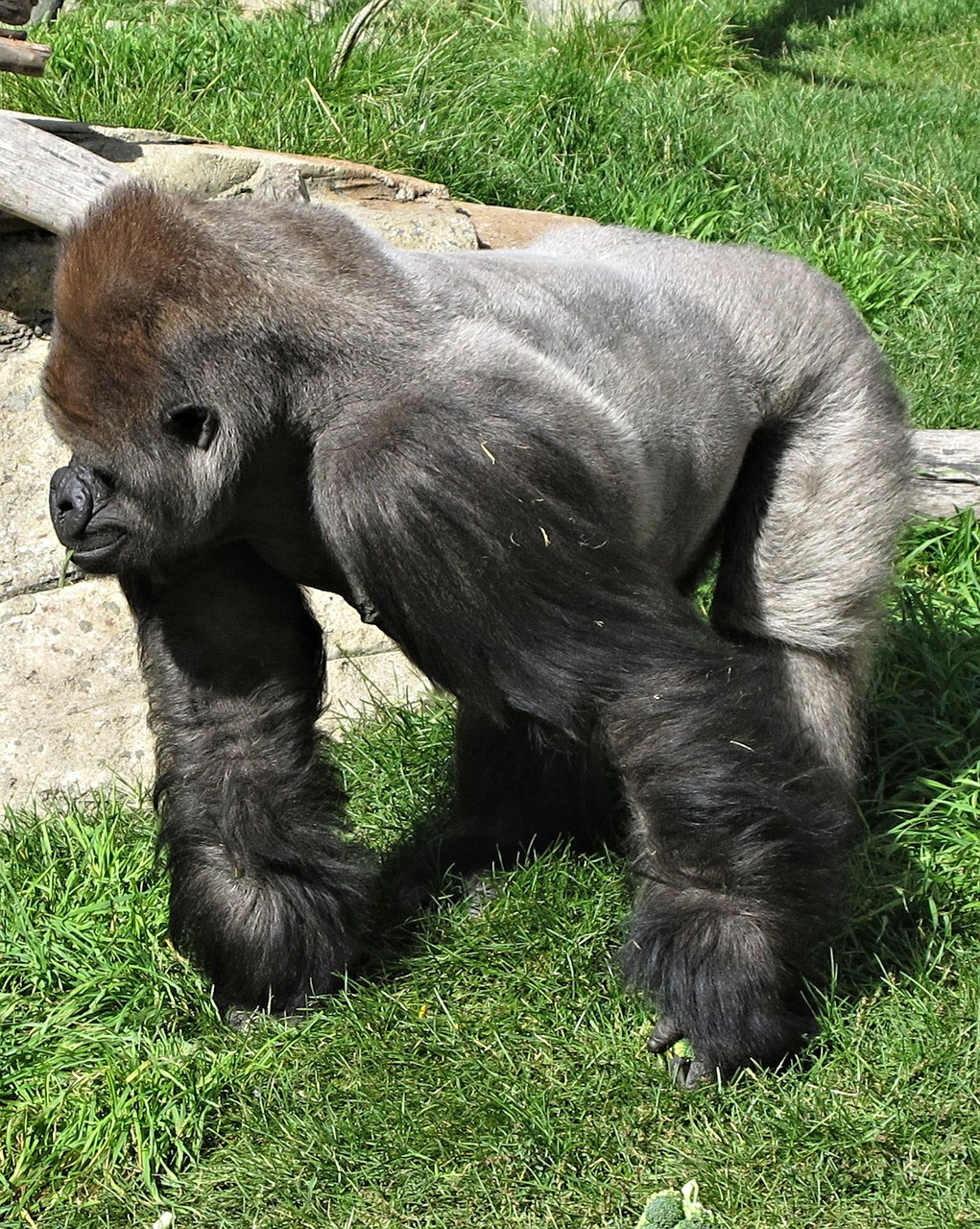 Silverback, Gorila, Kalgaris, Zoologijos Sodas, Kanada, Ape, Primatas, Beždžionė, Žinduolis, Nemokamos Nuotraukos