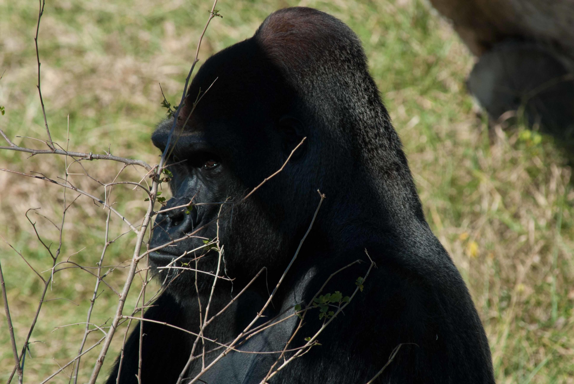 Gyvūnas,  Gorila,  Silverback,  Zoologijos Sodas,  Sidabrinė Gorila, Nemokamos Nuotraukos,  Nemokama Licenzija