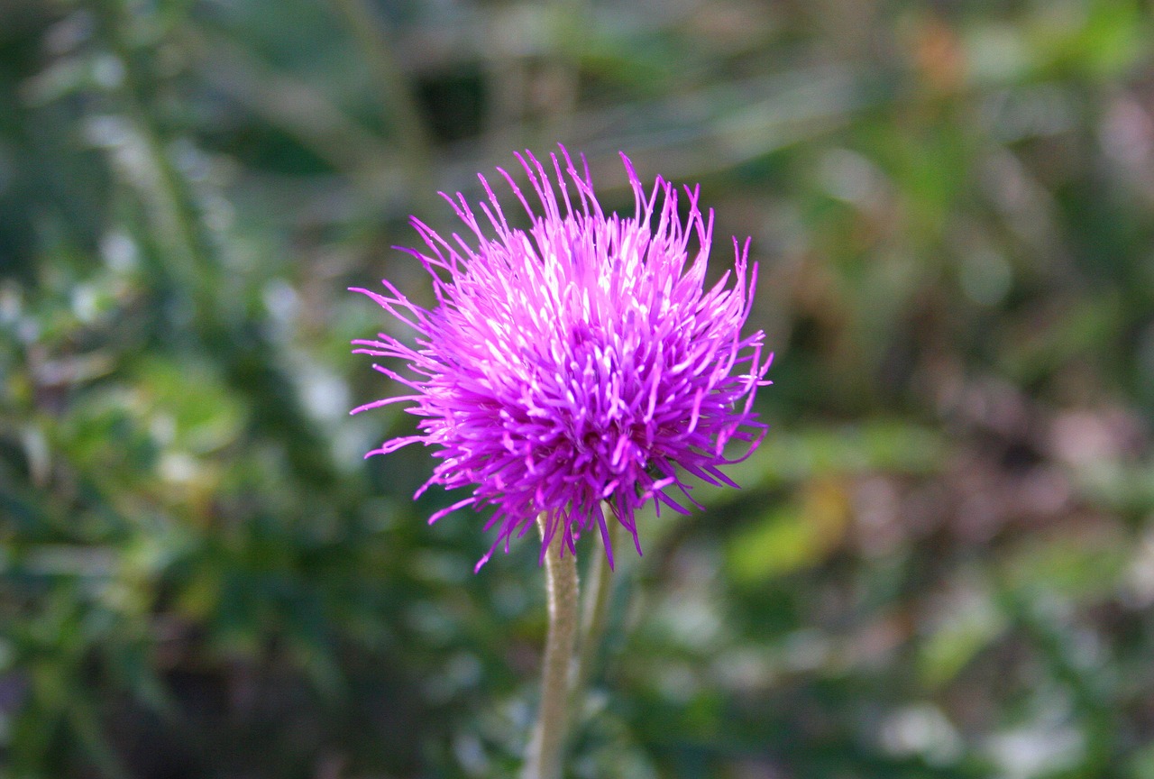 Silybum Marianum, Drakonas, Dygliuotas, Gamta, Augalas, Alpių Drakonas, Smailas, Laukinė Gėlė, Plaukuotas, Gamta Dygsta