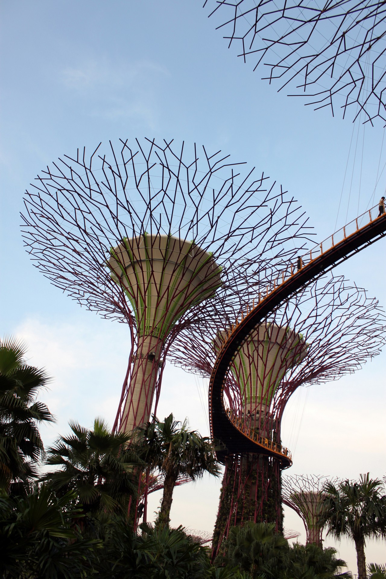 Singapūras,  Dangus,  Medis,  Singapūras Dangus Medis, Nemokamos Nuotraukos,  Nemokama Licenzija
