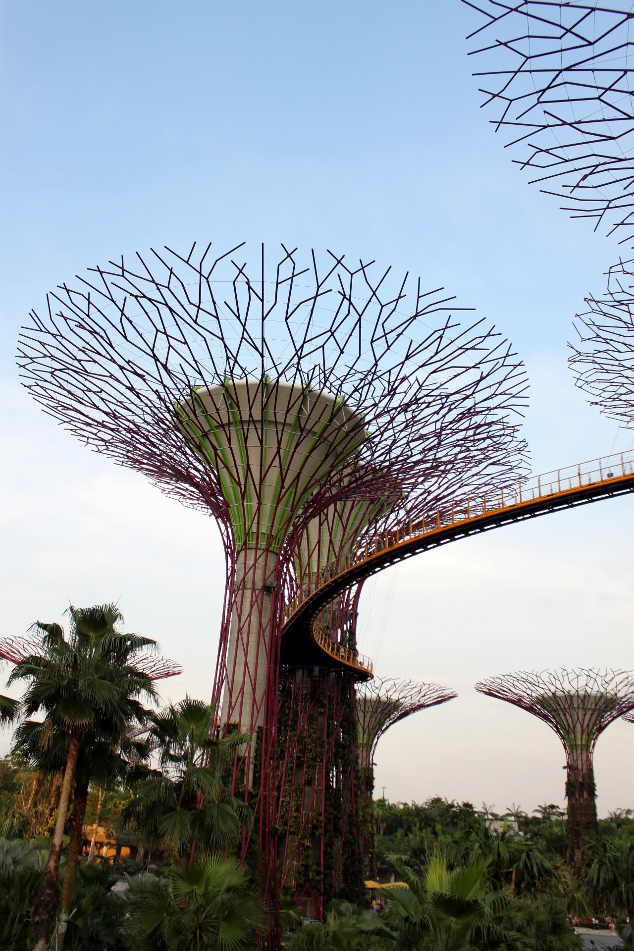 Singapūras,  Dangus,  Medis,  Singapūras Dangus Medis, Nemokamos Nuotraukos,  Nemokama Licenzija