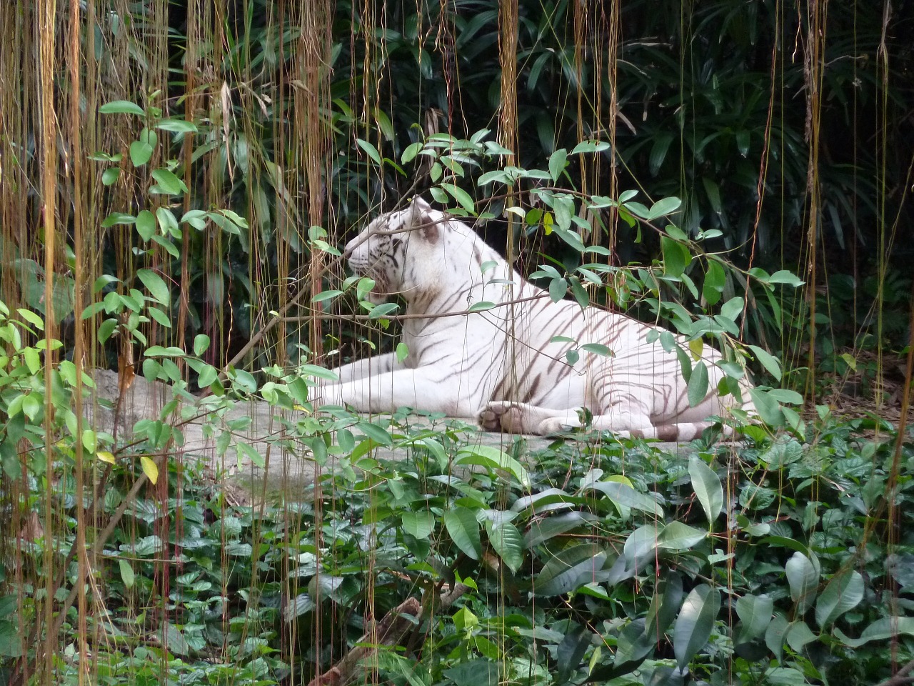 Singapūro Zoologijos Sode, Baltasis Tigras, Singarpur, Tigras, Katė, Plėšrūnas, Gyvūnų Portretas, Balta, Nemokamos Nuotraukos,  Nemokama Licenzija