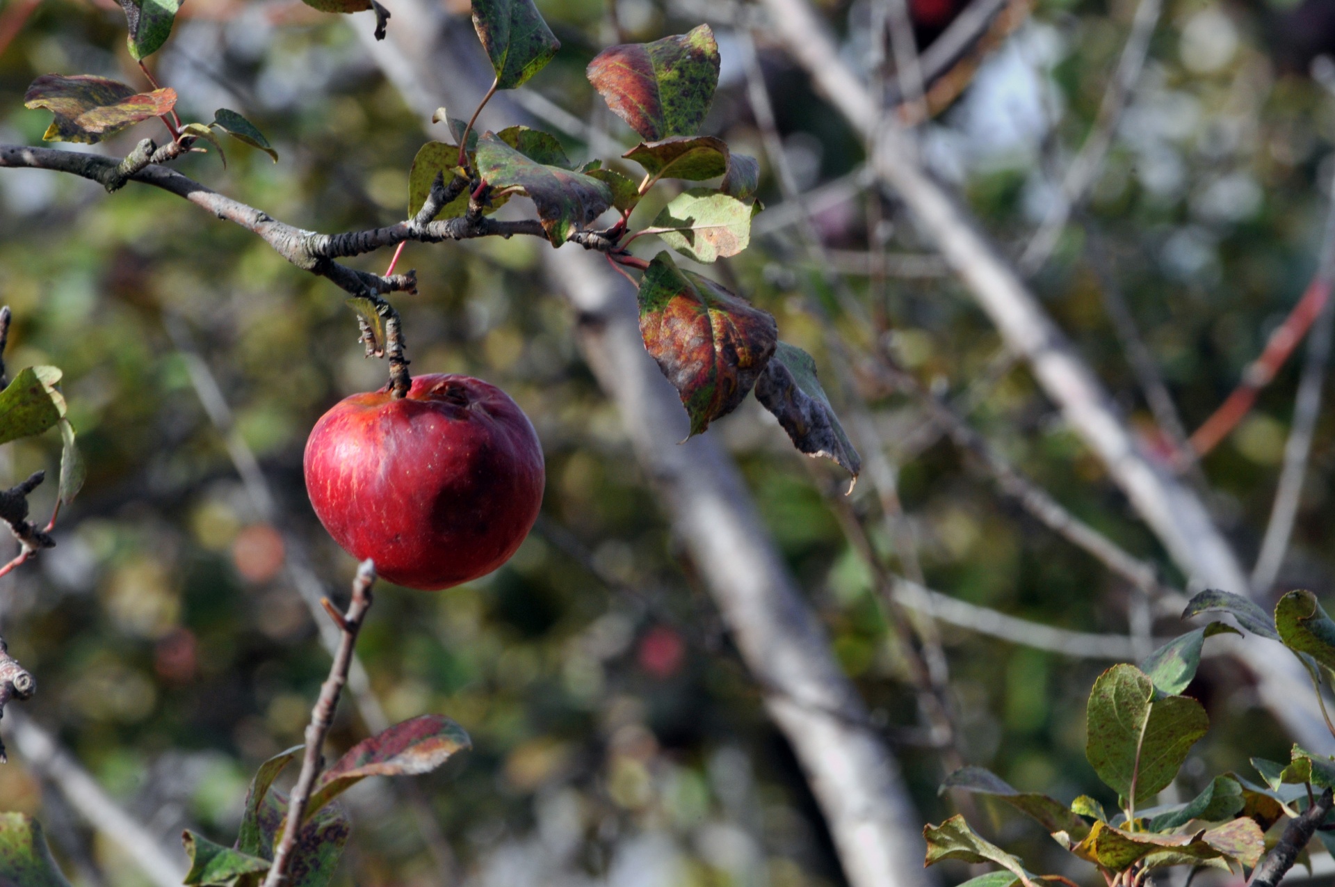 Пение яблоко. Яблоня Крюгер. Яблоки на дереве. Яблоня с яблоками. Падающее яблоко.