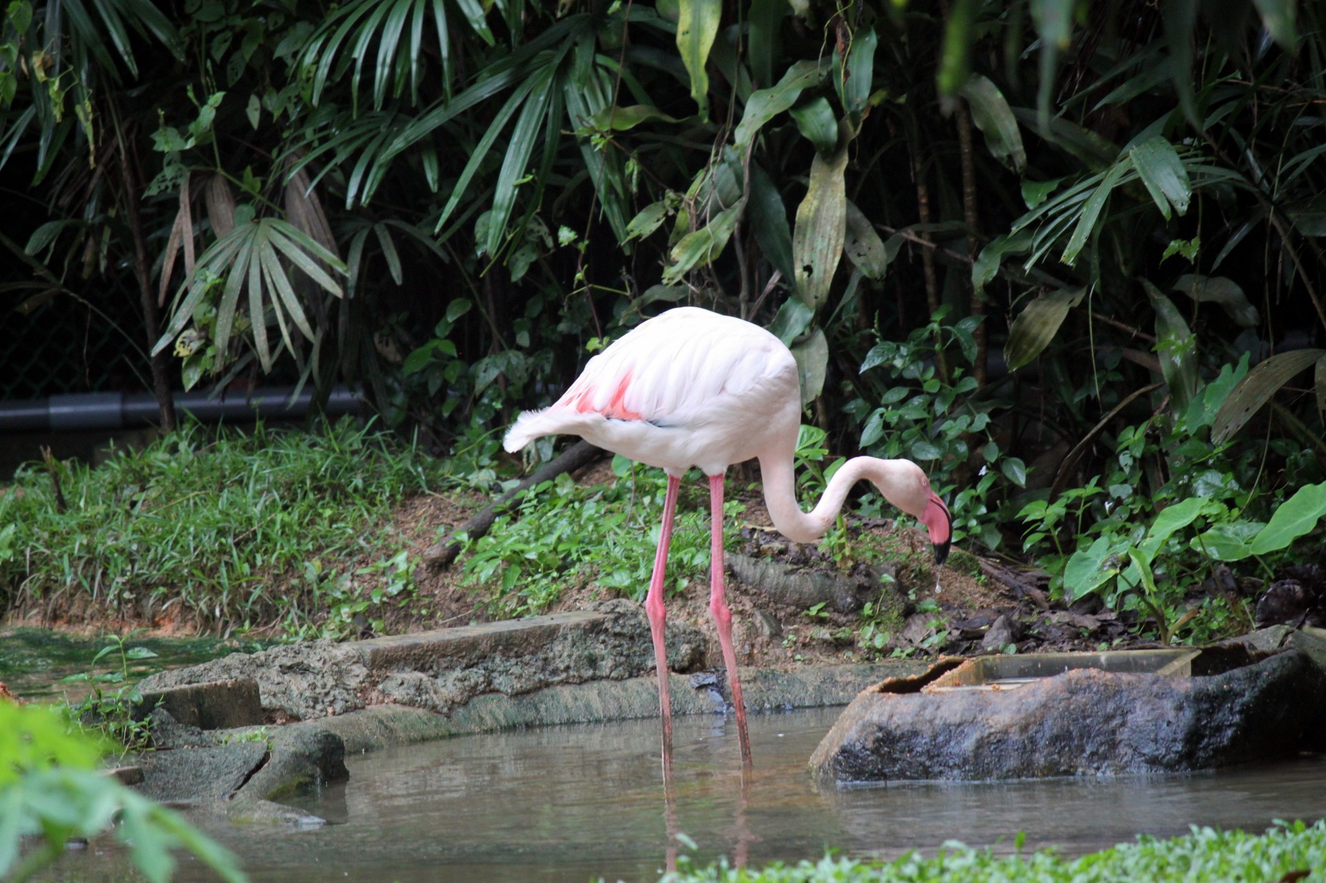 Vienas,  Flamingo,  Tvenkinys,  Vienkartinis Flamingas Ant Tvenkinio, Nemokamos Nuotraukos,  Nemokama Licenzija