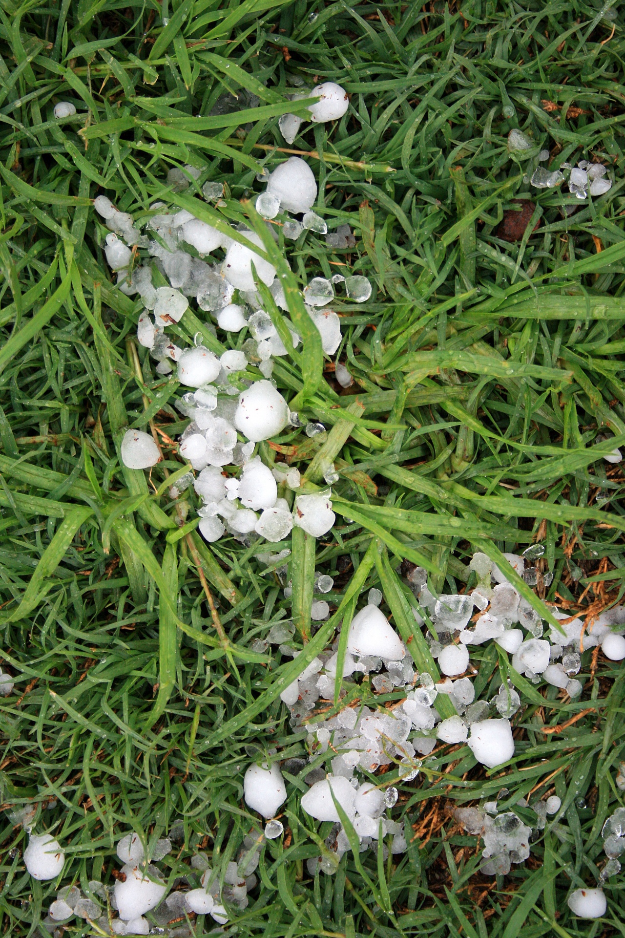 Veja,  Žolė,  Žalias,  Sodas,  Kruša,  Akmenys,  Rutuliai,  Ledas,  Oras,  Pavojingas