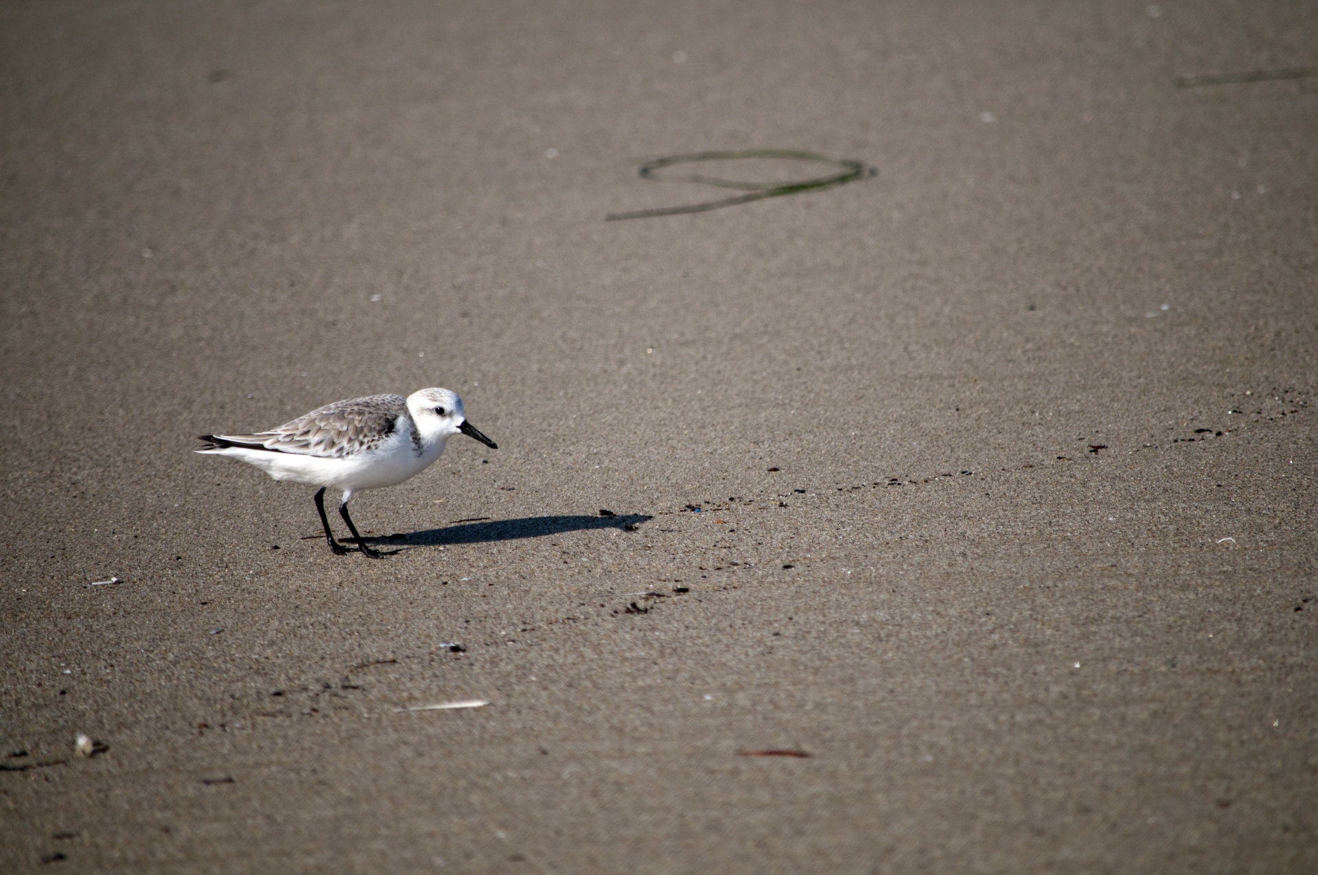 Sanderling,  Sandarlings,  Paukštis,  Paukščiai,  Jūrų Ir Nbsp,  Paukščiai,  Laukinė Gamta,  Mielas,  Mažas,  Plunksnos