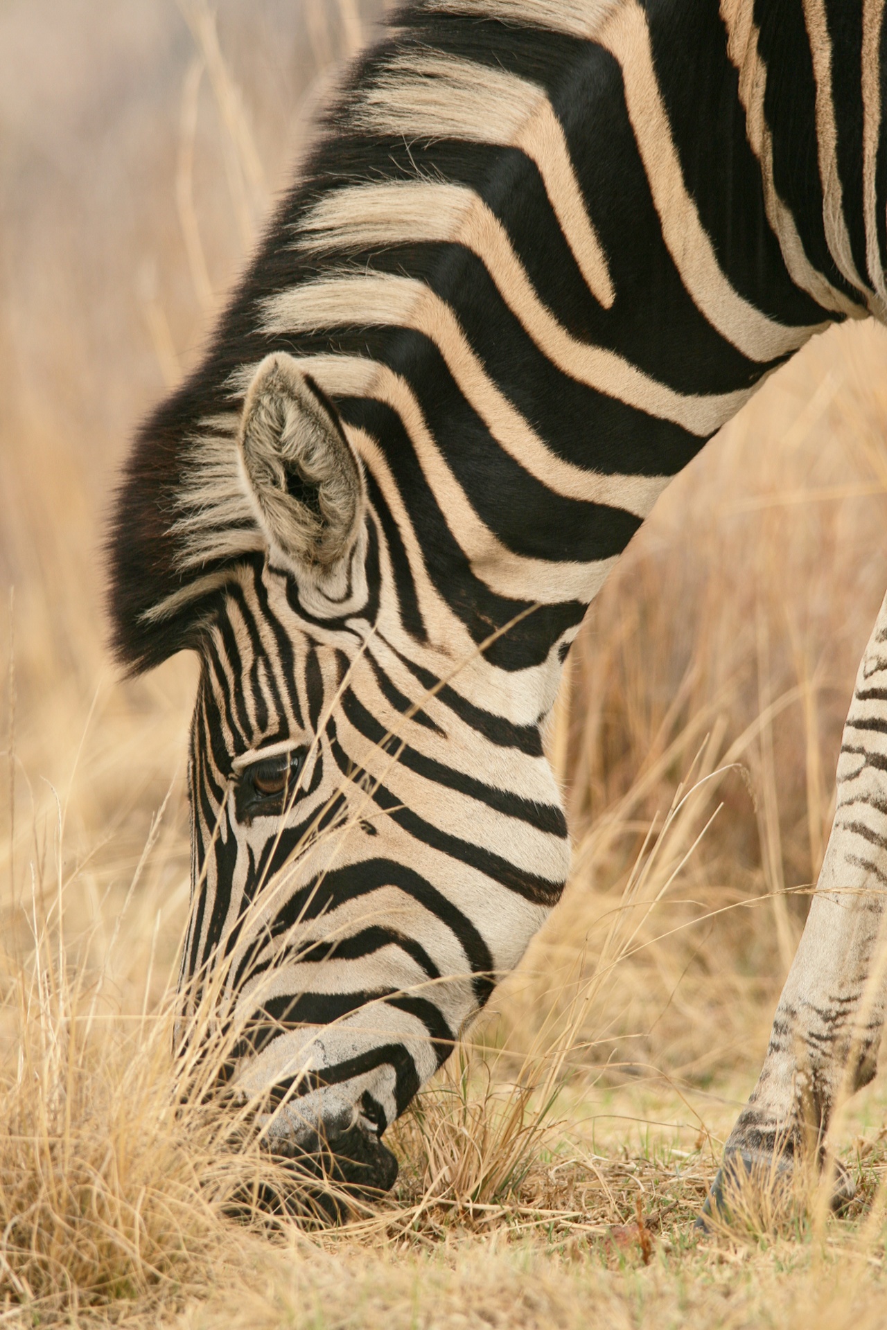 Gyvūnas,  Žaidimas,  Zebra,  Veidas,  Galva,  Profilis,  Juoda & Nbsp,  Balta,  Fauna,  Veld