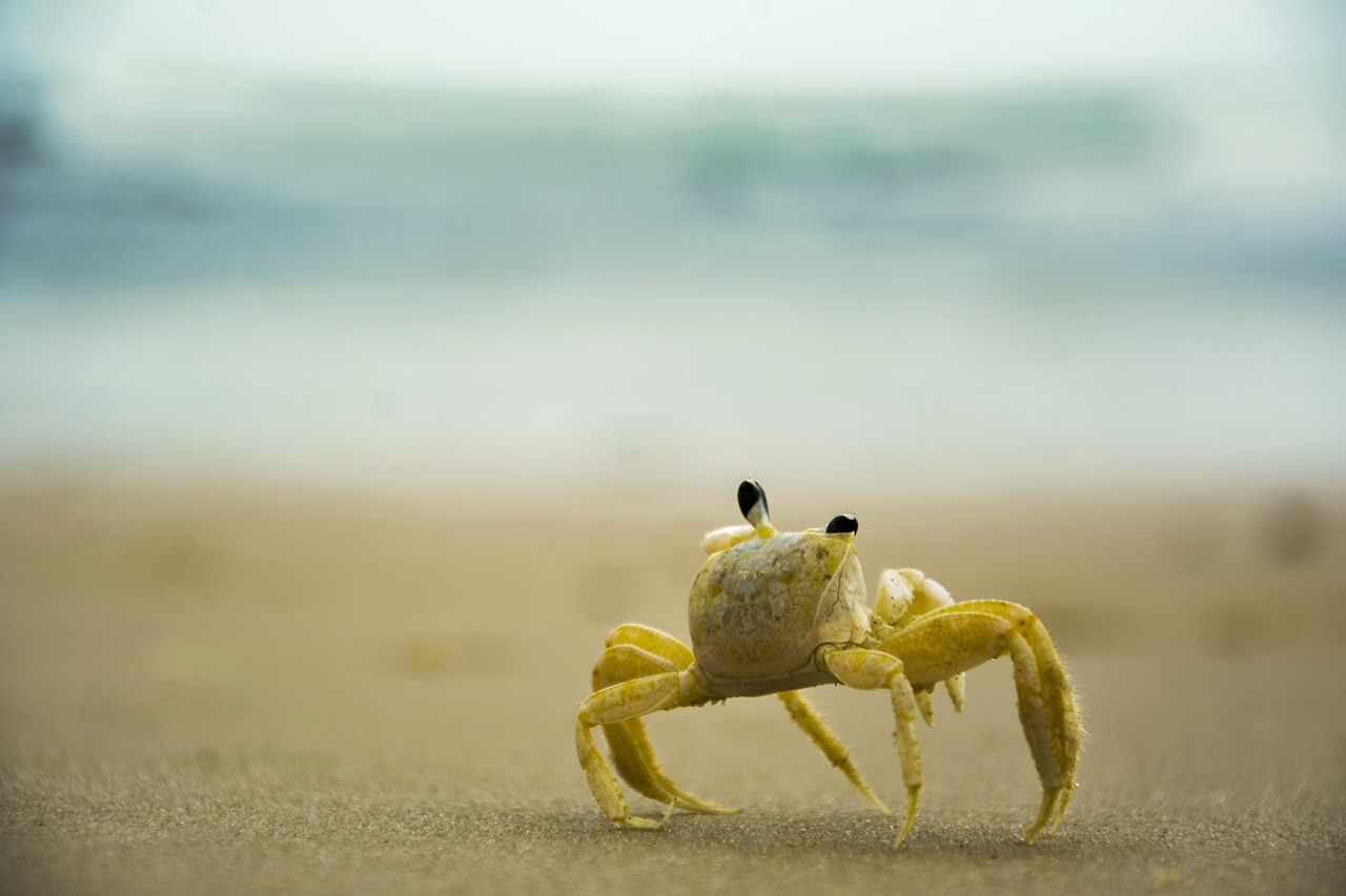 Siri, Papludimys, Mar, Nemokamos Nuotraukos,  Nemokama Licenzija