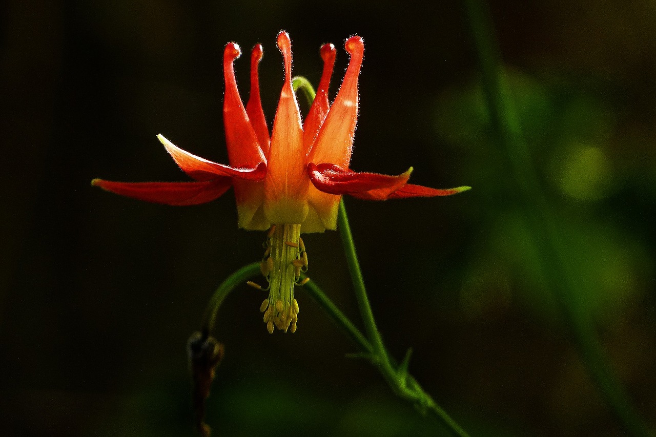 Sitka Kolumbinas, Tamsiai Pilka Vakarų Kolumbinas, Raudona Kolumbina, Aquilegia Formosa, Wildflower, Laukinis Augalas, Kolumbinas, Nemokamos Nuotraukos,  Nemokama Licenzija