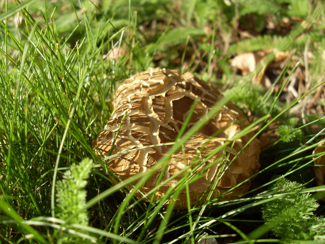 Grybelis,  Grybai,  Ruda,  Žolė,  Mentės,  Apie,  Fronds,  Lapai,  Sėdi Grybų, Nemokamos Nuotraukos