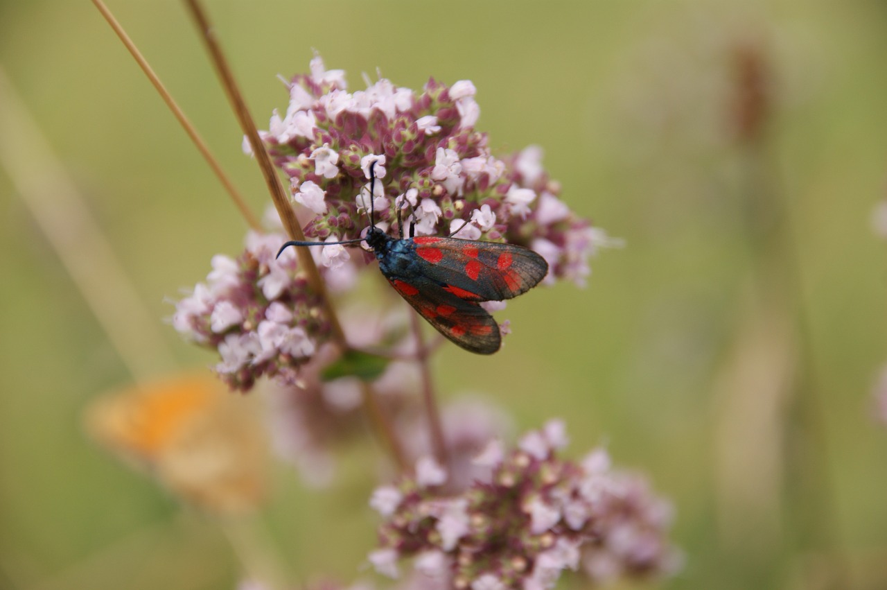 Šešios Moth, Sudeginti, Vabzdys, Augalas, Uždaryti, Žiedas, Žydėti, Gyvūnai, Rožinis, Vasara