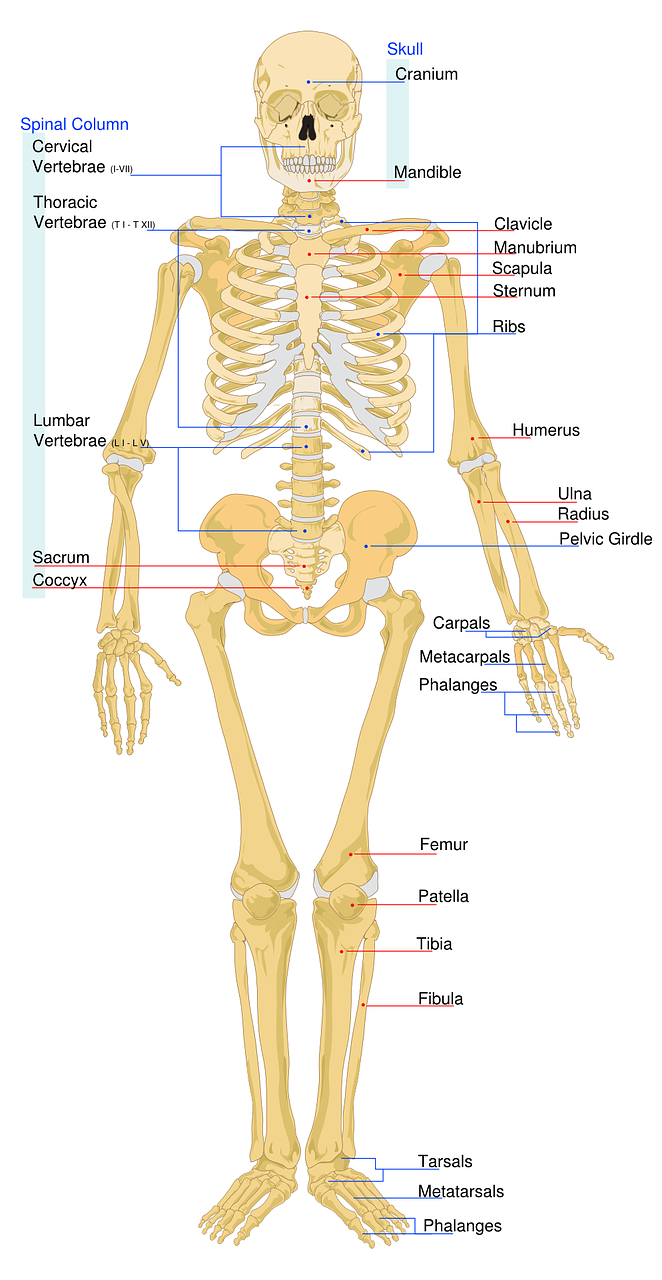 Skeletas, Paženklinta Etikete, Darbalapis, Skeletas, Sistema, Medicinos, Kaulas, Biologija, Anatomija, Modelis