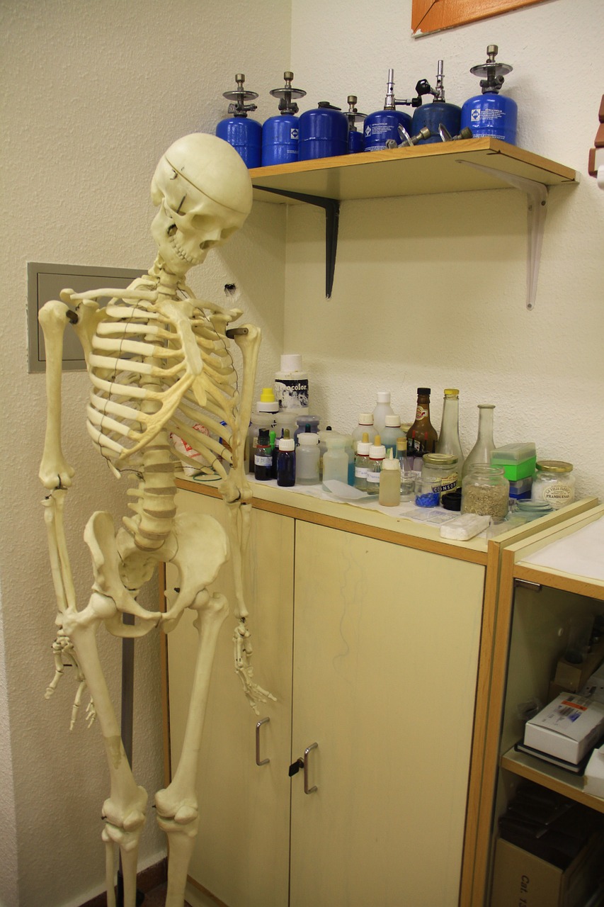 Skeletas, Laboratorija, Anatomija, Medicina, Mokymasis, Nemokamos Nuotraukos,  Nemokama Licenzija