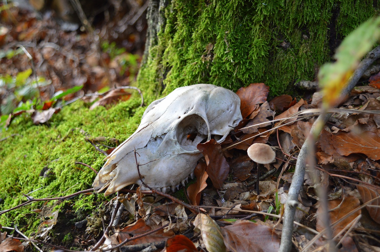 Skeletas, Gyvūnas, Miškas, Kaukolė, Kaulas, Gamta, Kaukolės Kaulai, Padaras, Nemokamos Nuotraukos,  Nemokama Licenzija