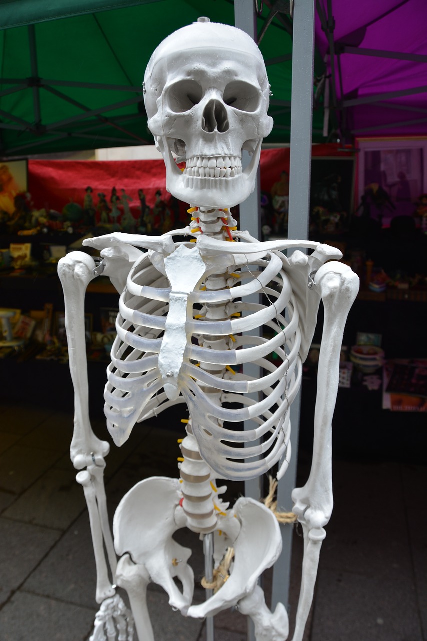 Skeletas, Kaulai, Žmogus, Kūnas, Anatomija, Medicinos, Sveikata, Medicina, Bendras, Stuburo