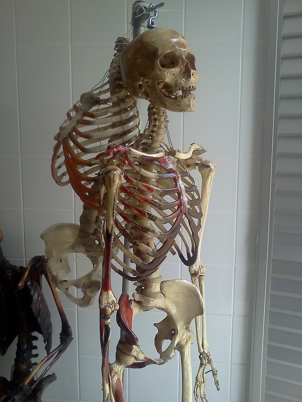 Skeletas, Laboratorija, Anatomija, Kaulai, Nemokamos Nuotraukos,  Nemokama Licenzija