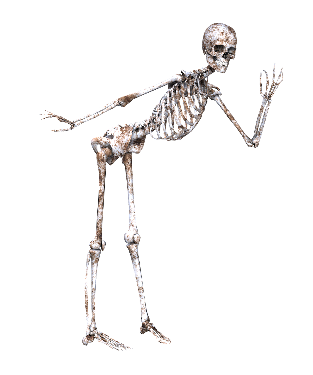 Skeletas, Kelti, Kaukolė, Kaulai, Stovintis, 3D, Šypsena, Png, Nemokamos Nuotraukos,  Nemokama Licenzija