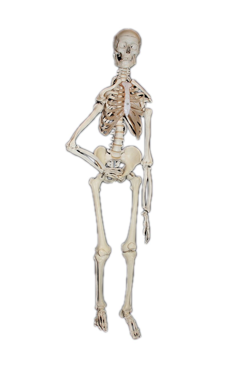 Skeletas, Žmogus, Kaulas, Kaukolė, Kaukolė Ir Skersmens Kaulai, Medicinos, Mirtis, Žmogaus Anatomija, Atstovavimas, Galva