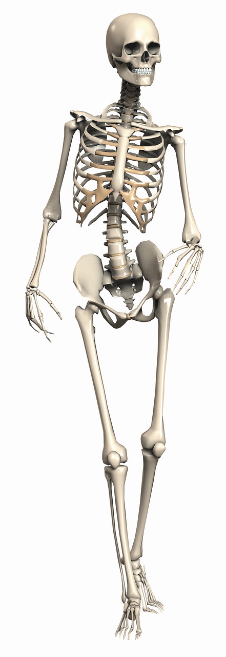Skeletas, Moteris, Endoskeletonas, Skeletas, Vidinis Skeletas, Kaulas, Skaitmeninis Menas, 3D, Kelti, Kelia