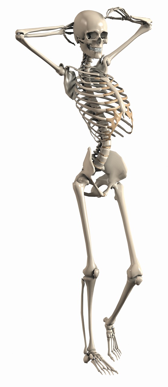 Skeletas, Moteris, Endoskeletonas, Skeletas, Vidinis Skeletas, Kaulas, Skaitmeninis Menas, 3D, Kelti, Kelia