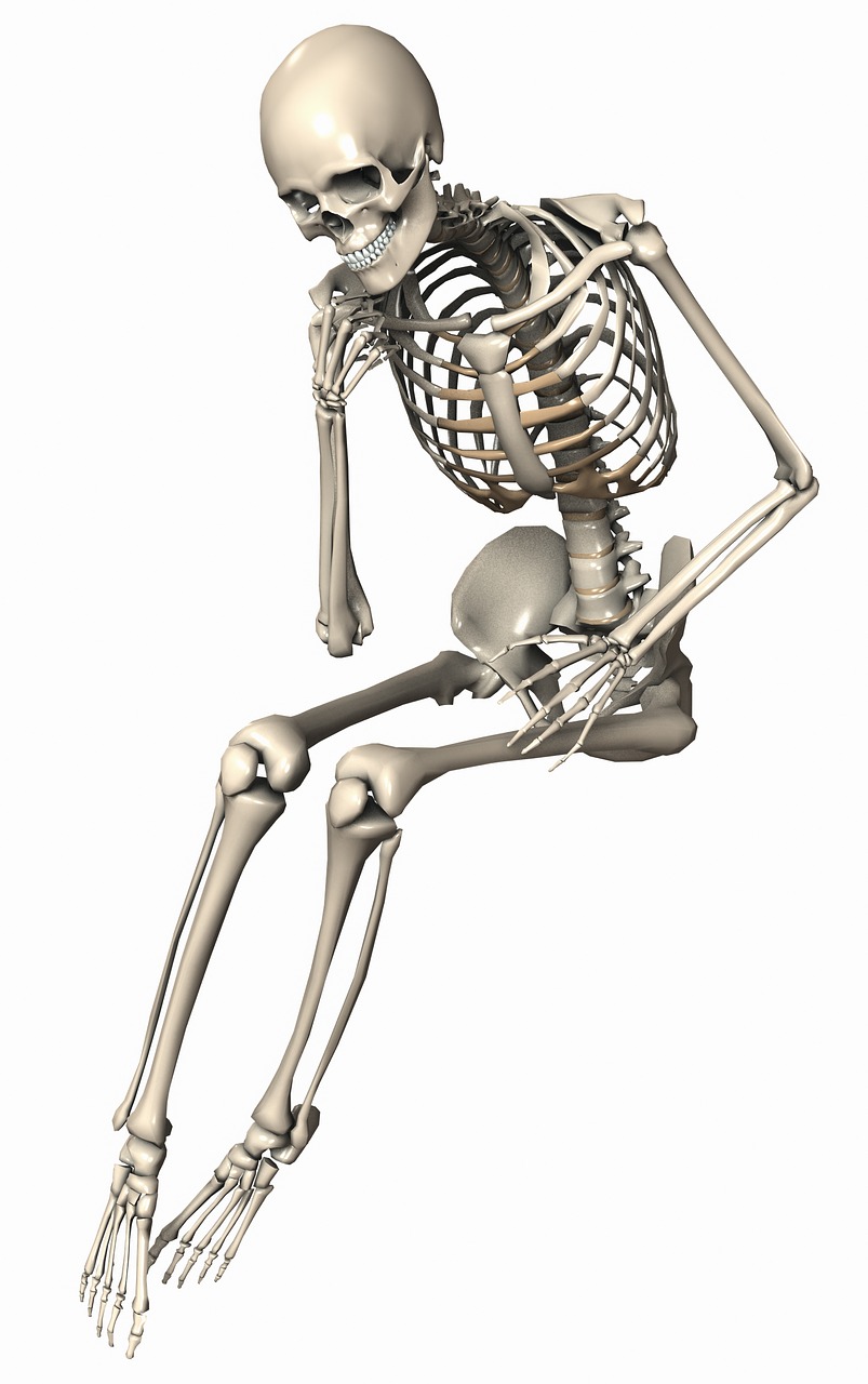Skeletas, Sėdi, Moteris, Endoskeletonas, Skeletas, Vidinis Skeletas, Kaulas, Skaitmeninis Menas, 3D, Kelti
