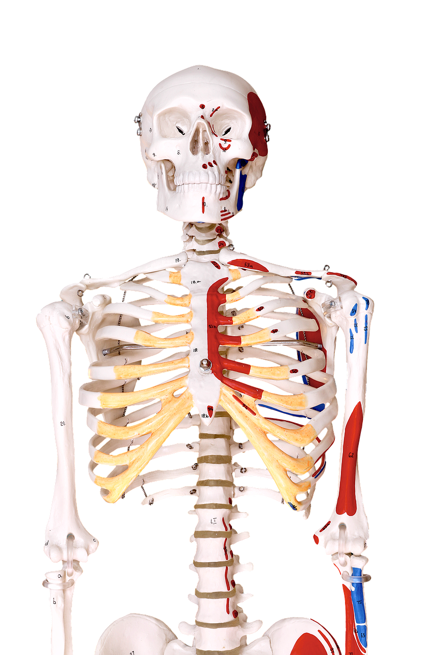 Skeletas, Žmogus, Modelis, Fizio, Anatomija, Nemokamos Nuotraukos,  Nemokama Licenzija