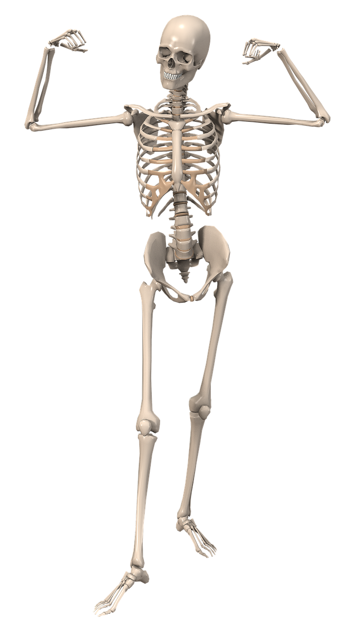 Skeletas, Anatomija, Moteris, Endoskeletonas, Skeletas, Vidinis Skeletas, Kaulas, Kelti, Kelia, Vizualizacija