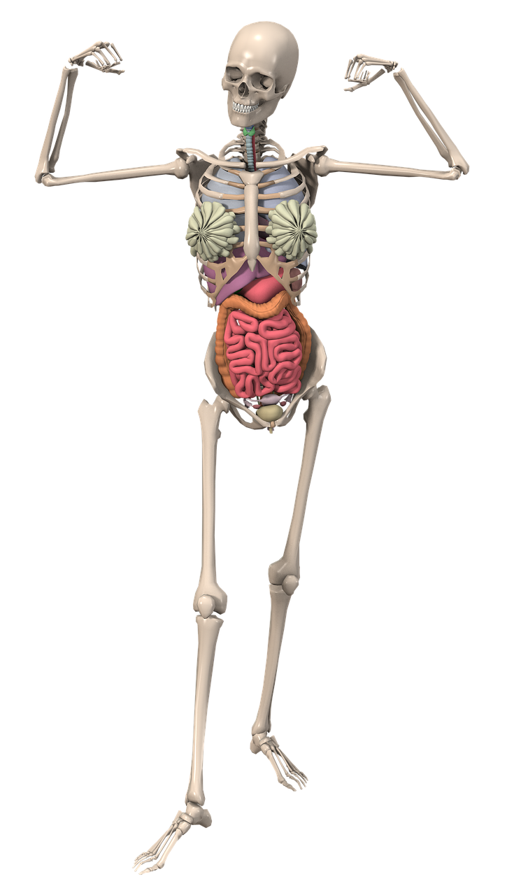 Skeletas, Anatomija, Moteris, Organai, Vidaus Organai, Endoskeletonas, Skeletas, Vidinis Skeletas, Kaulas, Kelti